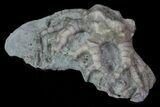 Bargain, Cyathocrinites Crinoid Fossil - Crawfordsville, Indiana #68507-2